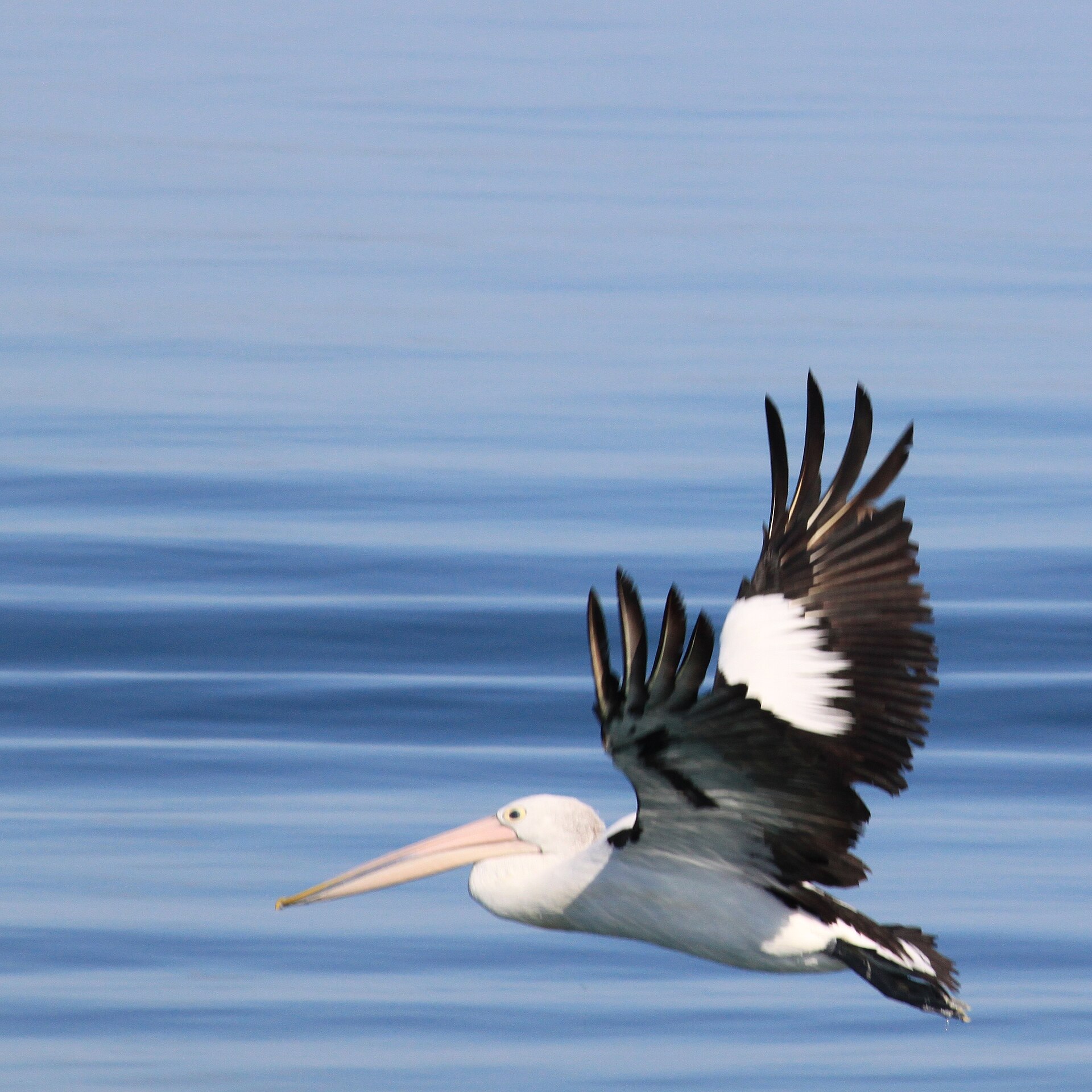 Australian pelican flying over Moreton Bay