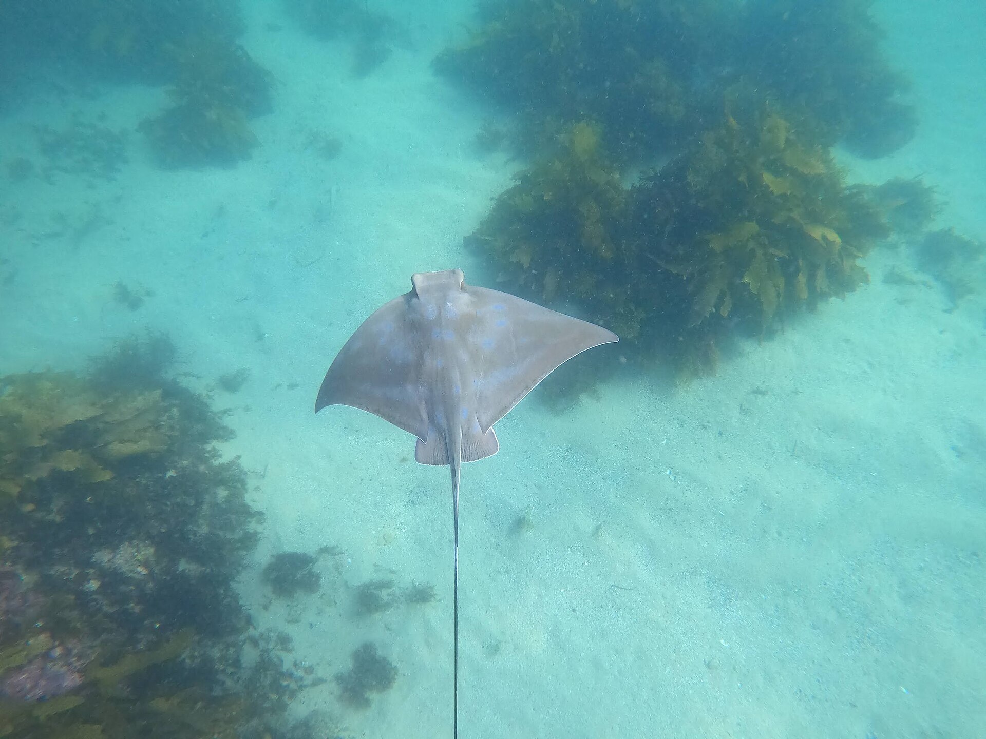 Eagle ray moving across shallow water