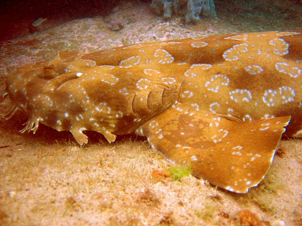 A small spotted wobbegong shark resting on the sea floor